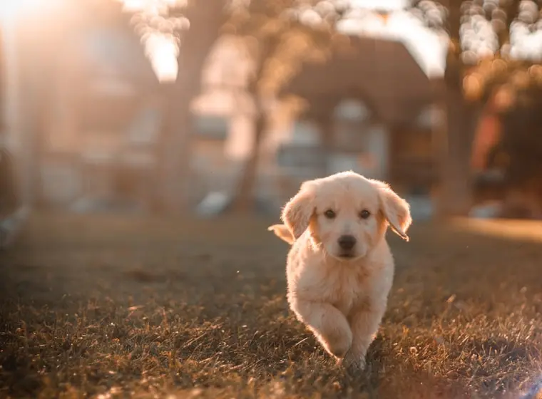 Cachorro corriendo por el parque